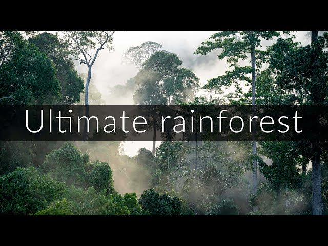 12 hours of uninterrupted rainforest ambience [no loop]