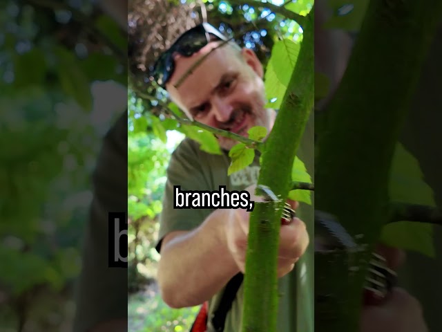 🐺 Wild Dog Survival Hack will save your Life #survival