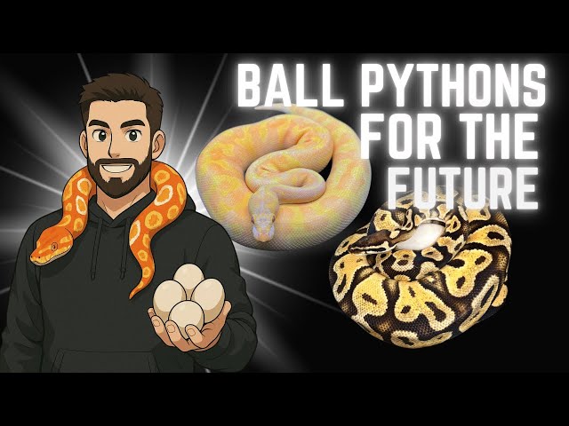 These baby snakes could be the KEY to our Super Asphalt & Freeway Lavender Albino Project!