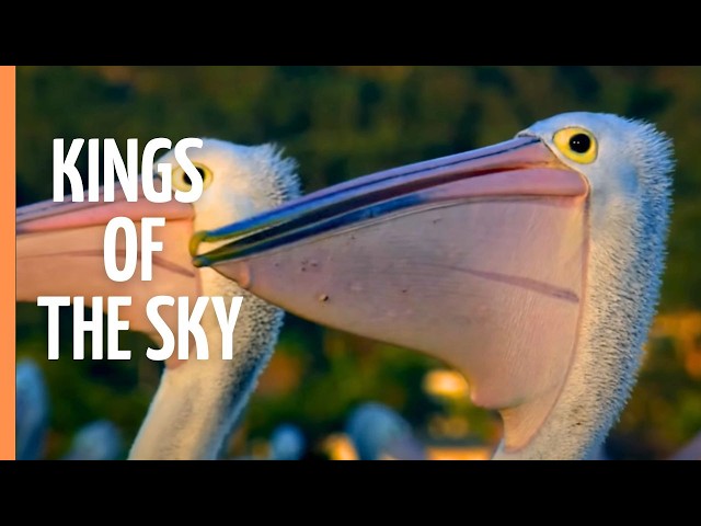 BORN TO FLY: Extraordinary Bird Survival Strategies | Nature Documentary