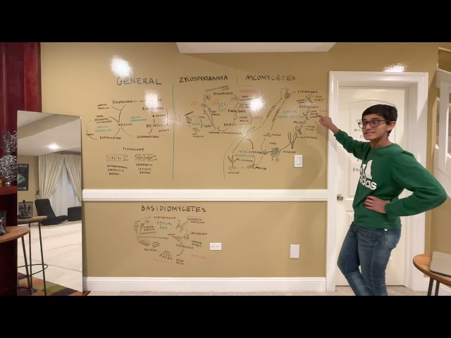 Crash course in fungal lifecycles
