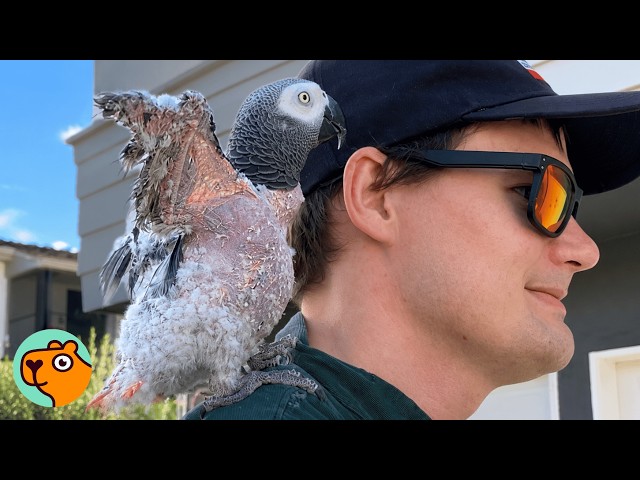 Man Saves Heartbroken Parrot. Now They're Inseparable | Cuddle Buddies