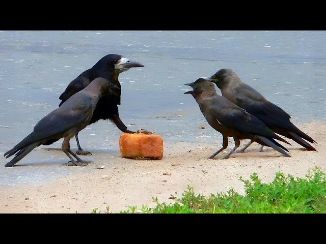 Hilarious CROWS Can't Control Their Drama! 🐦 ⬛🤣 Top Funny Crow Videos 2026