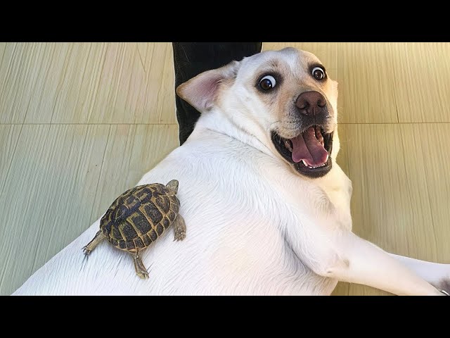 Funniest Animal Videos 2025 😂 Pets Being Silly as Ever