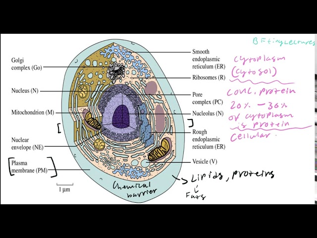 Biochemistry Lecture 1 Introduction