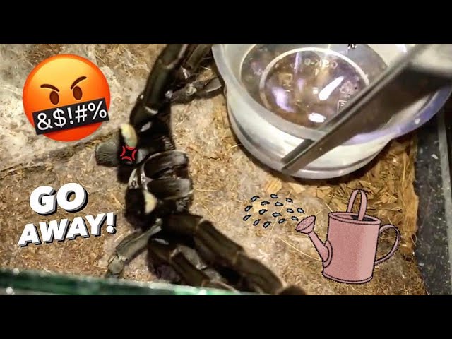 WATERING my TARANTULAS “(Part 1 to 10)” !!! #throwback ALL EPISODES ..