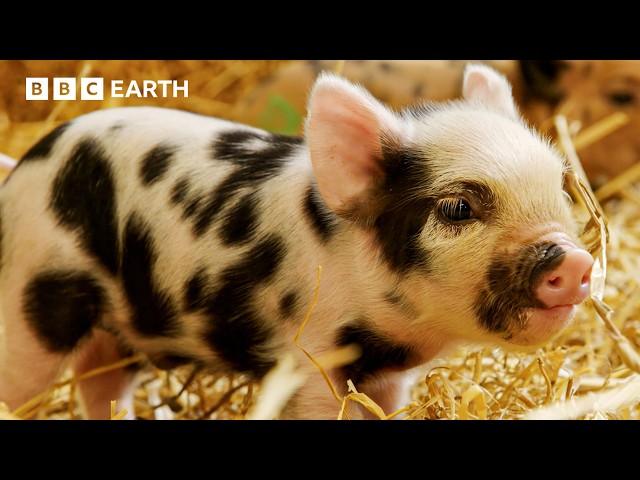 Piglets vs Piglets in the Hidden Milk Wars | Secret Life of Farm Animals | BBC Earth