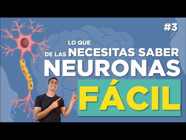 LA NEURONA 🔎 | Clasificación, estructura, funciones | FÁCIL EXPLICADO