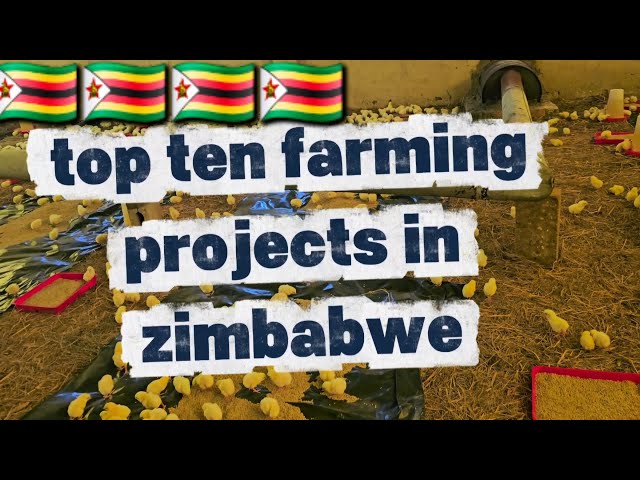 Top 10 Farming Projects In Zimbabwe