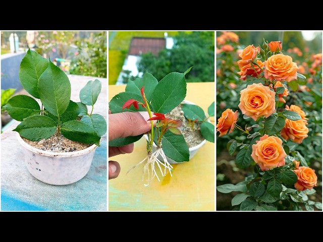 Tips for propagating roses from leaves