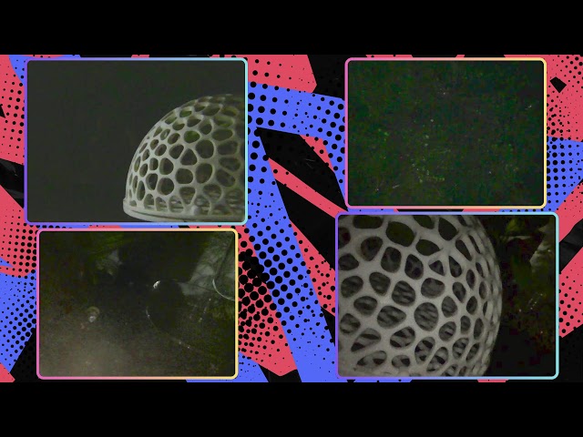 LIVE 4K Red Neocaridina Tank • Relaxing 24/7 Shrimp Horizontal Stream