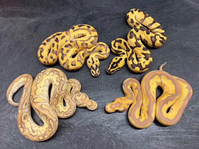 Incredible late-season Ball Python hatchlings and an announcement of our 2019 Holiday Sale!