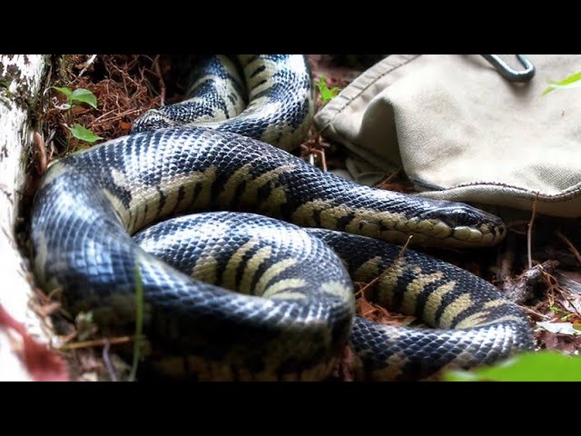 Unbelievable Dwarf Family’s Epic Snake & Python Hunting Skills | You'll Be Shocked! 