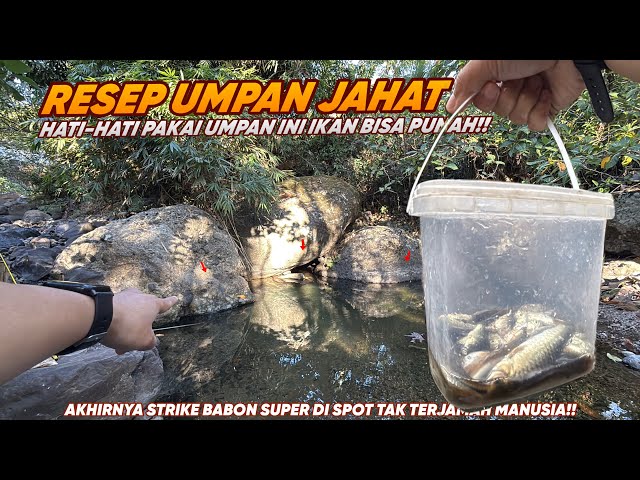 BE CAREFUL, THIS BAIT COULD MAKE FISH GO EXTINCT!! Mountain stream fishing for wader using rasbor...