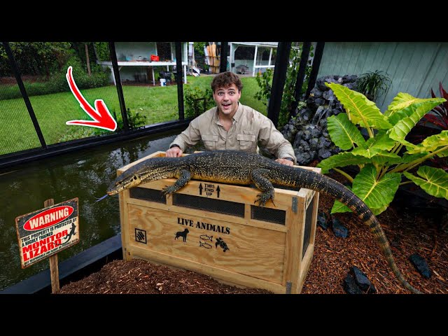 I got a 6ft MONITOR LIZARD for My BackYard!!