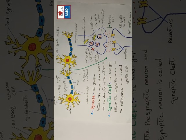 What is Synapse in Neuron? Synaptic Cleft #synapse #ytshorts