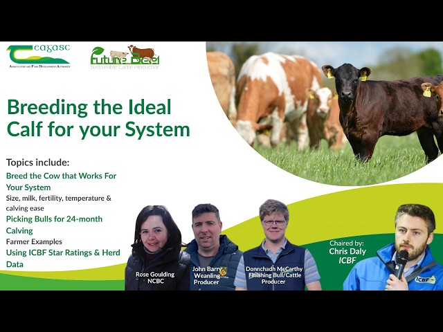 FutureBeef Webinar: Breeding the Ideal Cow for Your System