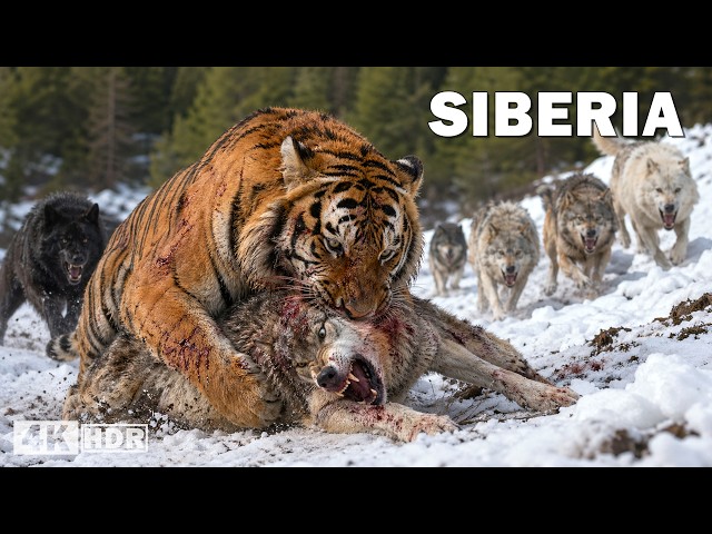 WILD SIBERIA | The Refuge of the Most Brutal Predators | Nature Animal Documentary
