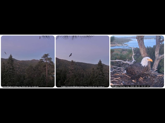 Shadow and Kaydee flying together; Shadow's evening check of the nest 23.09.2026 @FOBBVCAM