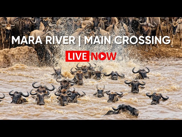 LIVE: Mara River Main Crossing | Masai Mara Wildlife Cam 24/7