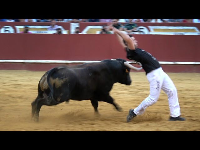 Cuéllar 2026 Concurso de Recortes con Toros Bravos