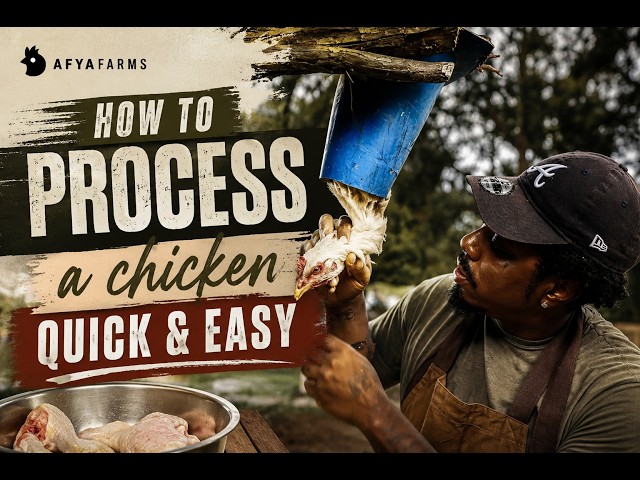 How to process a chicken QUICK AND EASY! (processing our meat chickens)
