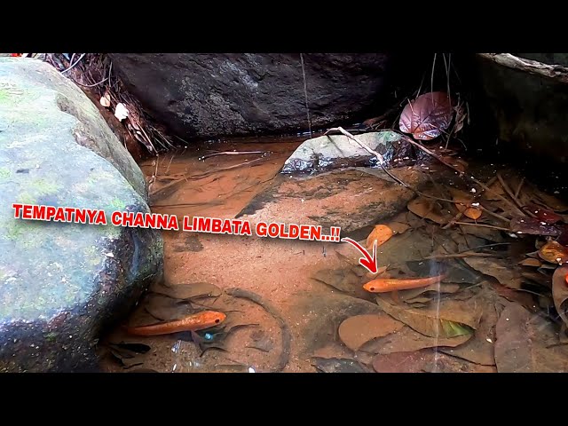 FORTUNES WILL NOT GO WHERE..!! Get Super Luxurious Channa Limbata || Fishing for Golden Channa Li...