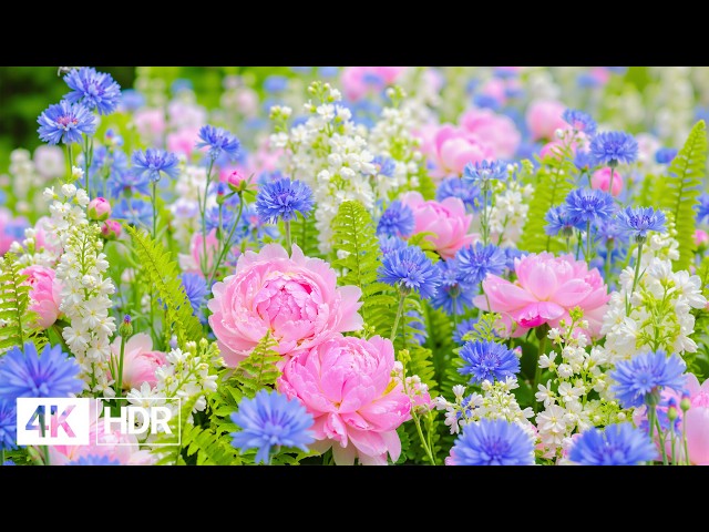 🌺 Hermosas flores en 4K | Un viaje a través de un sinfín de floraciones