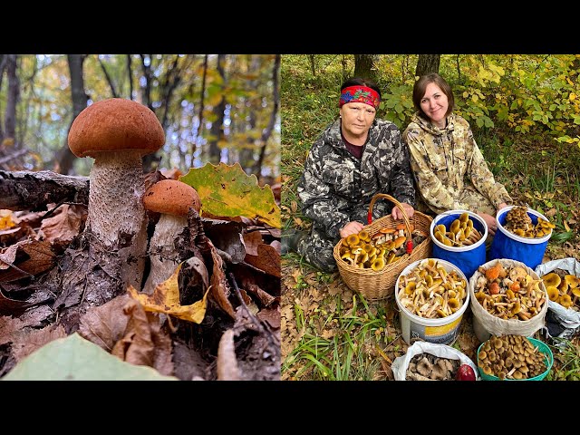 Mushrooms at every step! Mushroom picking in October 2021
