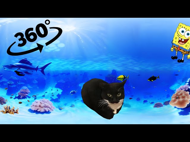 Maxwell The Cat 360° VR | AT THE BOTTOM OF THE OCEAN  IN 4K