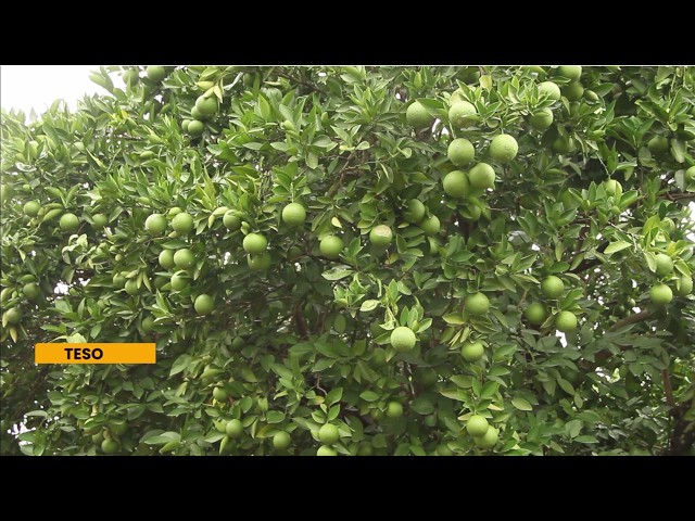 KOPIA Citrus Production Gains Global Edge Through Technology