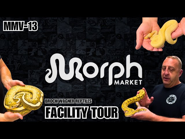 Private Tour Of Brock Wagner Reptile's Ball Python Breeding Facility