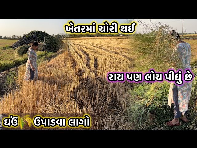 ખેતરમાં થયો ઉભો પાક ચોરી ખબર નથી કોણ ચોરી ગયું ઘઉં 🌾 // TU SDARKHU KAM KAR NE BAAI