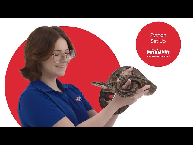 Setting Up Your Ball Python's Terrarium: A Complete Guide