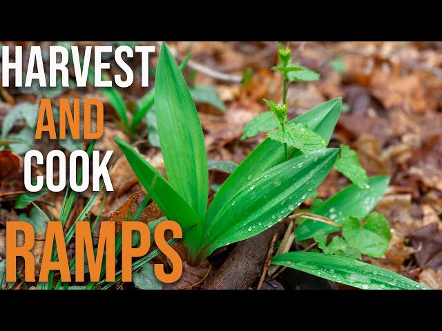 How to harvest and 3 ways to cook ramps