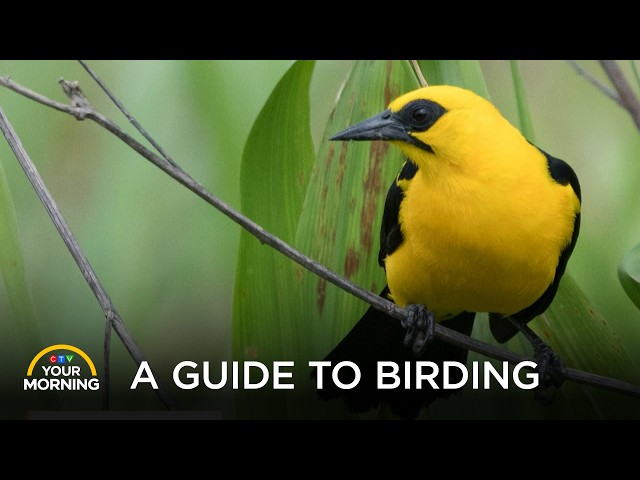 Dan Riskin’s Beginner’s Guide to Bird Watching | Your Morning