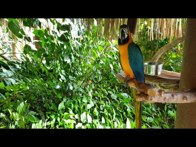 Parrot 3D VR