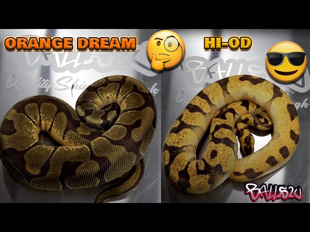 A Closer Look At HI-OD