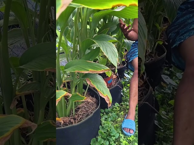 Here's how you grow massive Turmeric and Ginger yields! Part 2/2