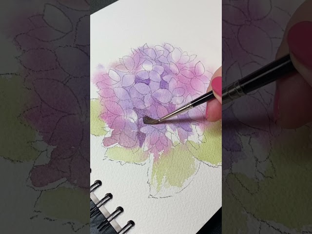 Watercolor a hydrangea inflorescence