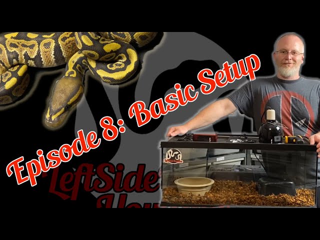 E8: Basic Ball Python Setups