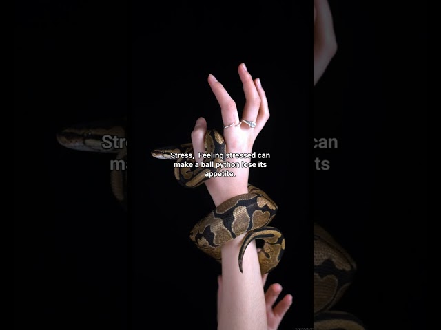 How Long Can Ball Python Go Without Dinner?