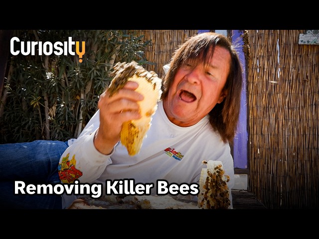 A Massive Underground Beehive… Relocated | The Killer Bee Catcher