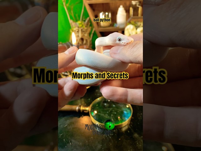 Ball python morph with a secret!  #molinarosnakelab #ballpython #royalpython #educator #pythons