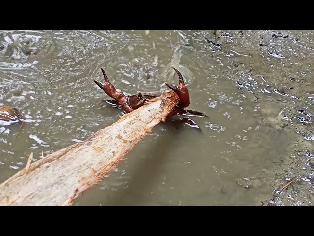 Crap is Crazy | Amazing Crap Video