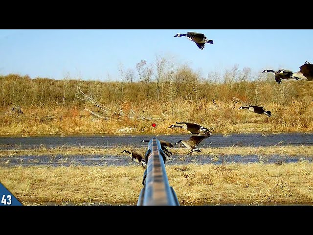 WIND Got the GEESE In! (Limited Out) | SOLO Duck and Goose Hunt