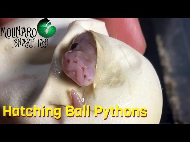 Hatching Ball Pythons!