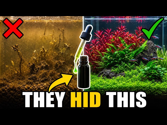 12 "Forbidden" Aquarium Plant Secrets That Aquarium Stores Don't Want You to Know