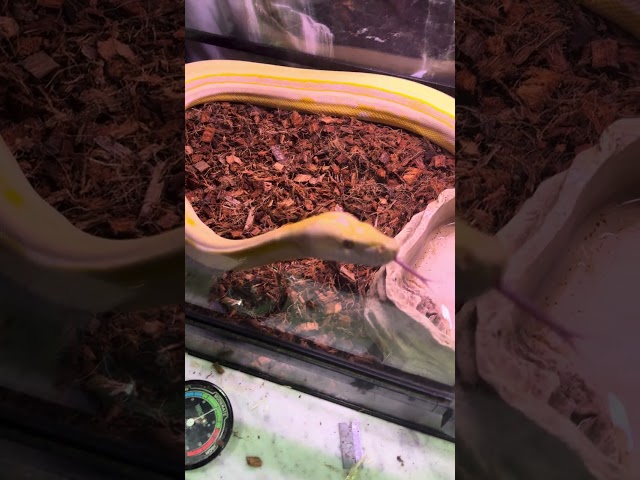 My genetic stripe sunfire reticulated python exploring his new coco bedding 