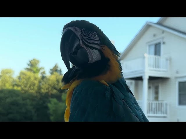 Snuggles the macaw enjoying the summertime birds singing. #birds #macaw #parrot  #wildlife